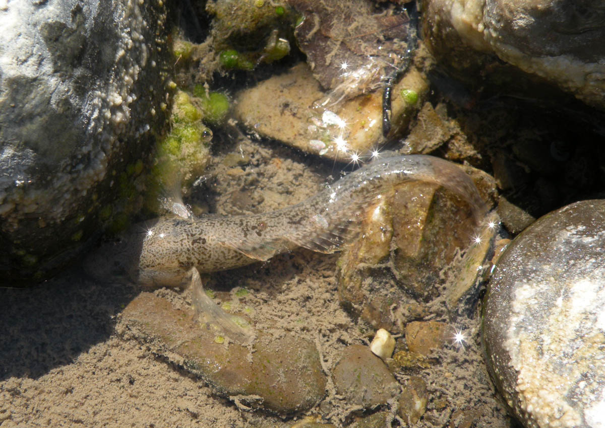 Padogobius bonelli, giusto? Si